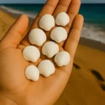 deniz kabuğu 10 adet beyaz