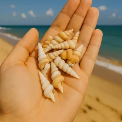 sivri deniz kabuğu küçük